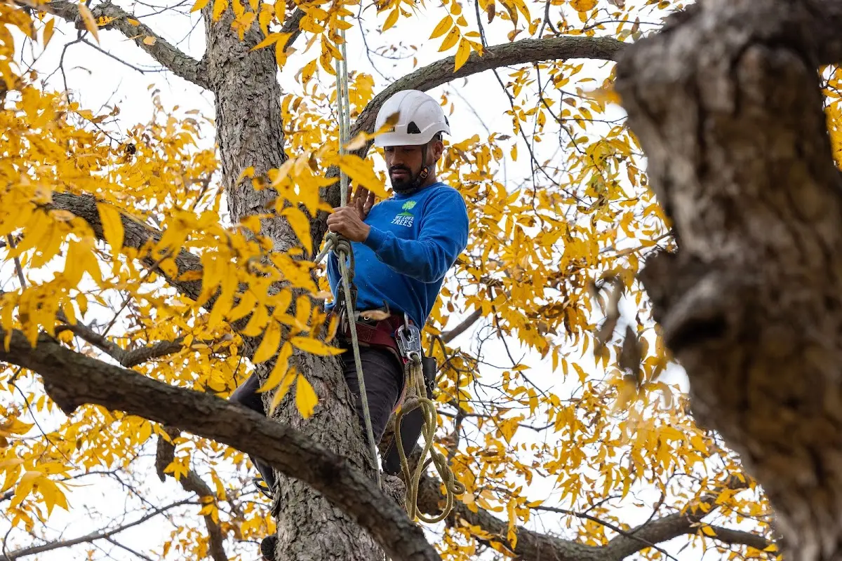 Skilled Tree Transplanting crew working in Axtell